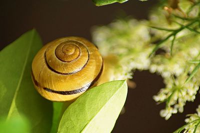 High angle view of snail on leaf