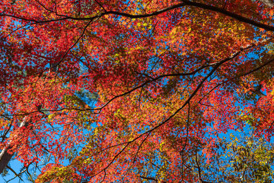 Low angle view of autumnal trees