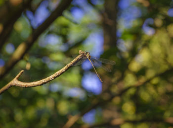 Close-up of plant against blurred background
