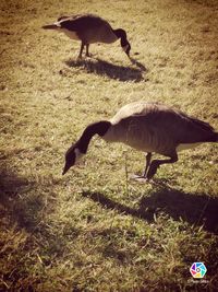 Bird on field