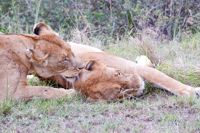 Lionesses snuggle in the maasai mara, kenya