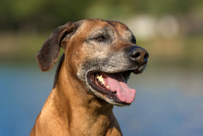 Close-up of a dog looking away