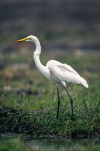 Close-up of white bird on field