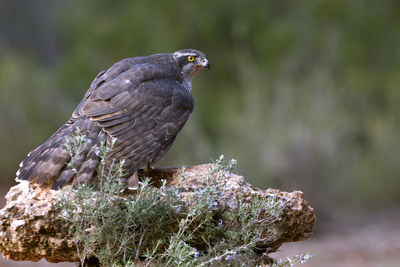 Close-up of owl perching on plant