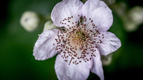 Close-up of white flower blooming outdoors