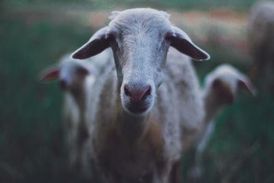 Close-up portrait of an animal outdoors