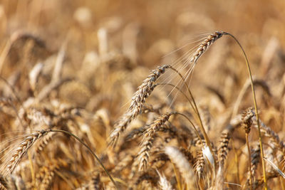 Close-up of wheat growing on field