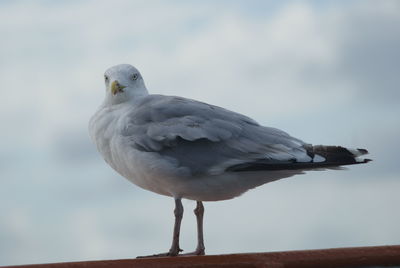 Close-up of seagull perching on railing