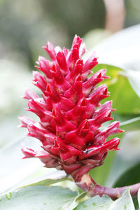 Close-up of red flower