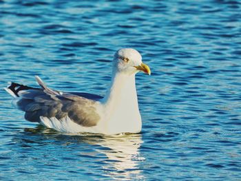 Seagull swimming in lake