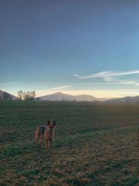 Dog on field against sky