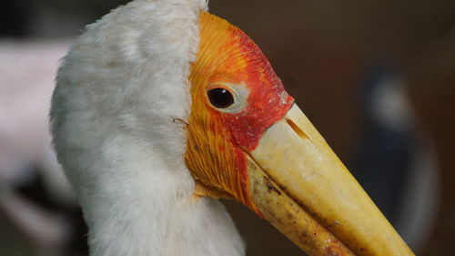 Close-up of bird