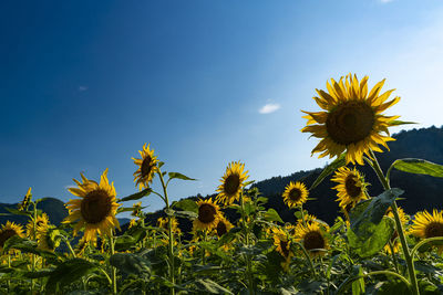 Sunflower field