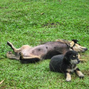 Dog on grassy field