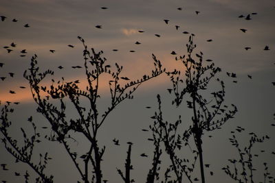 Low angle view of silhouette birds flying in sky