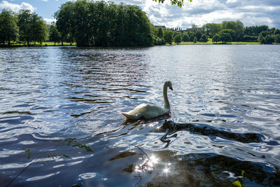 Swan swimming on lake