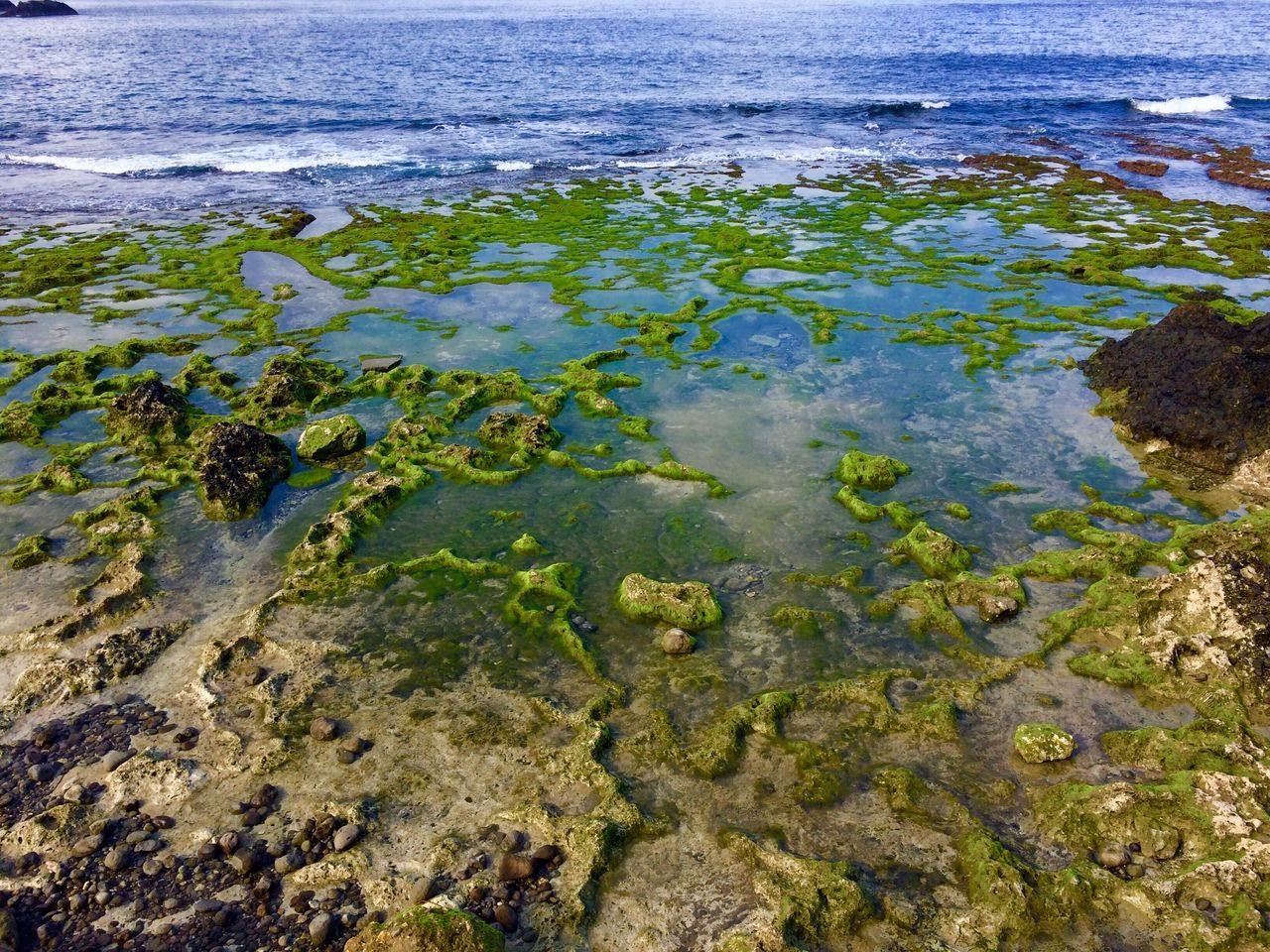 water, algae, nature, outdoors, no people, seaweed, day, beauty in nature