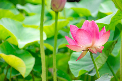 Close-up of pink flowering plant