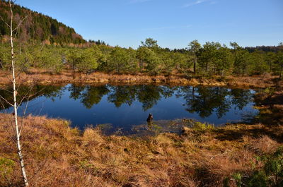 Scenic view of lake in forest against sky