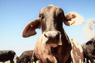 Close-up portrait of horse against clear sky