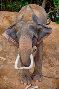 View of elephant in zoo