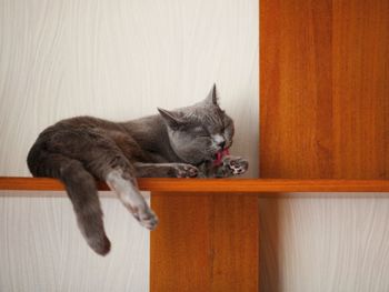 Cat resting on a home