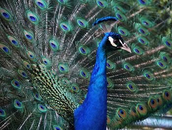 Full frame shot of peacock feathers