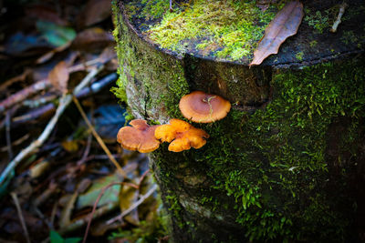 Close-up of mushroom growing on tree trunk