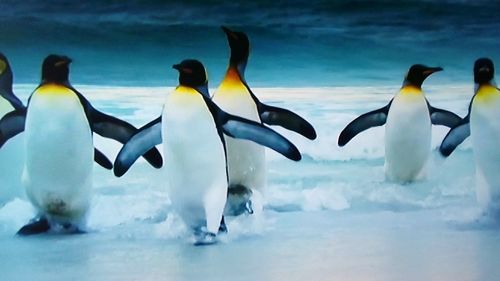 View of birds swimming in sea