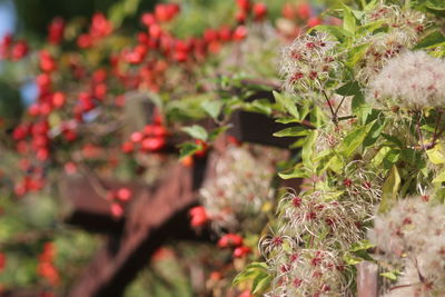 Close-up of red berries on plant