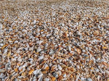 Full frame shot of shells on beach