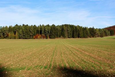 Scenic view of agricultural field against sky