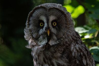 Close-up portrait of owl