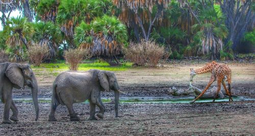 Elephant standing by trees in park