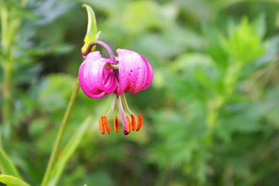 Close-up of pink flower