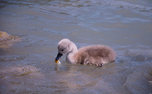 Swans swimming in lake