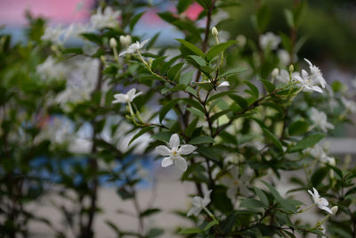 Close-up of flowers against blurred background