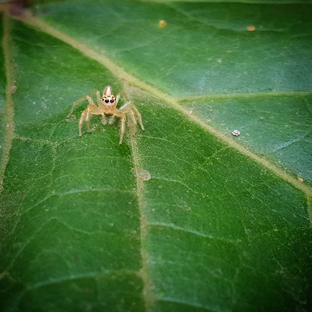 animal themes, animals in the wild, one animal, green color, wildlife, insect, leaf, high angle view, nature, plant, day, growth, outdoors, two animals, green, selective focus, sunlight, no people, full length, close-up