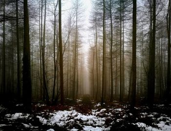 Trees in forest during winter