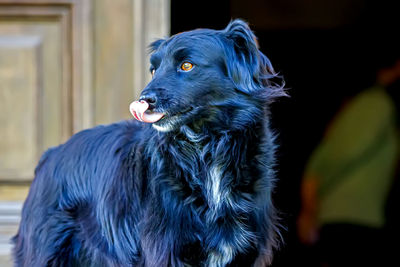 Close-up of black dog