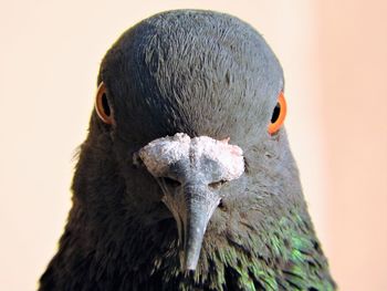 Close-up portrait of eagle