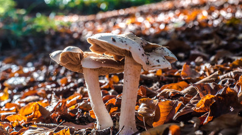 Close-up of mushroom on field during autumn