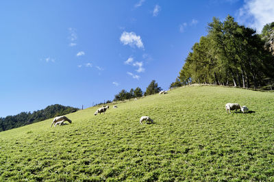 View of sheep grazing in the field