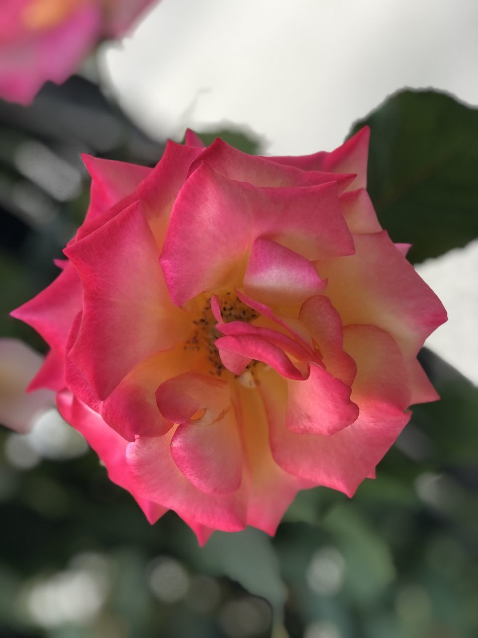 CLOSE-UP OF PINK ROSE PLANT