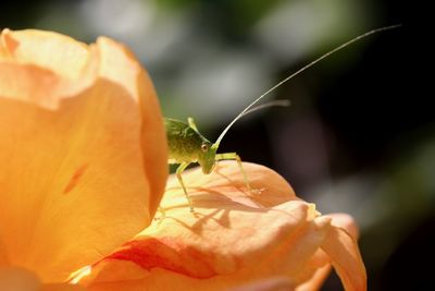 Close-up of grasshopper on flower