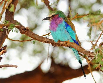 Close-up of bird perching on branch