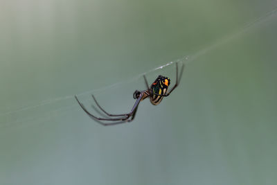 Close-up of spider on web