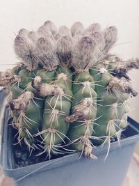 Close-up of cactus growing on potted plant