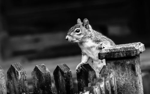 Close-up of squirrel on wood