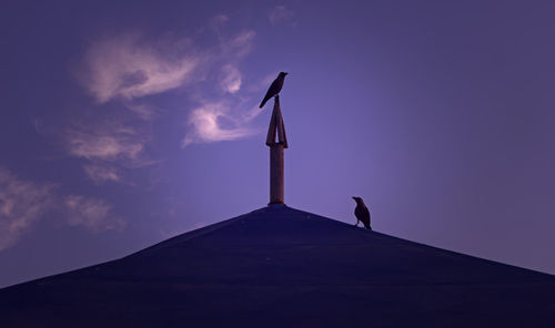 Black birds resting on the roof